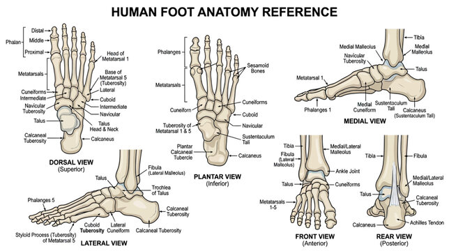 Human Foot Anatomy Diagram Reference