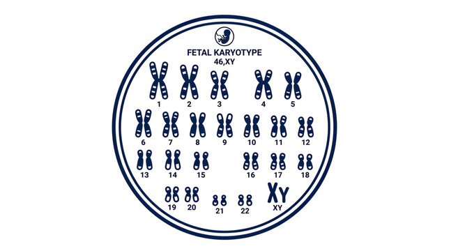Fetal Karyotype Chromosome Map Isolated