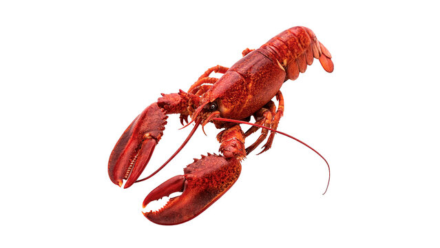 Fresh red cooked lobster seafood delicious gourmet restaurant ingredient isolated on transparent background cut out