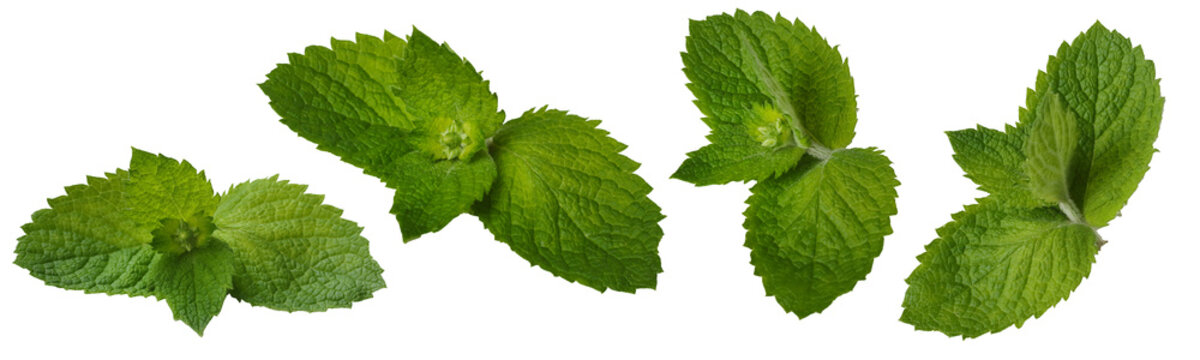 mint leaves isolated on white background