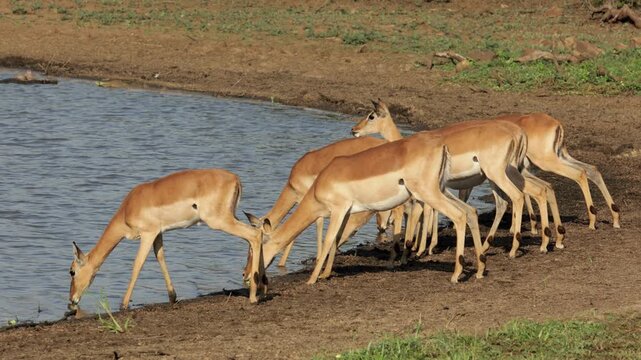 Alert impala antelopes (Aepyceros melampus) drinking water, Kruger National Park, South Africa