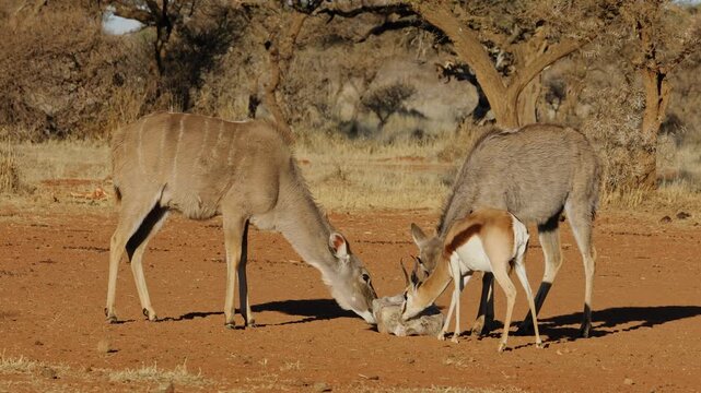 Springbok and kudu antelopes licking a salt block during the dry season, South Africa