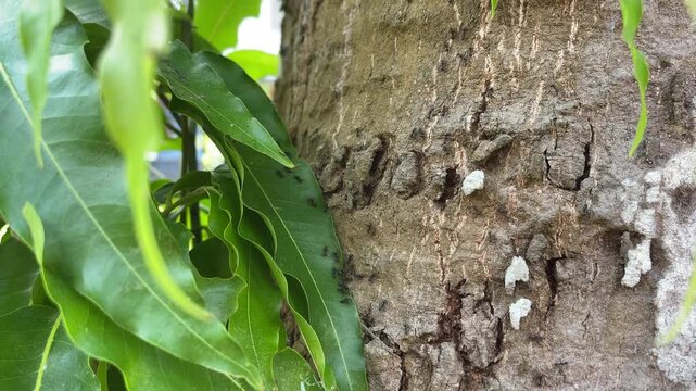 Tiny black ants marching in rhythmic motion along textured tree bark and vibrant green foliage captured in this natural macro video footage exploring the small scale life of forest creatures