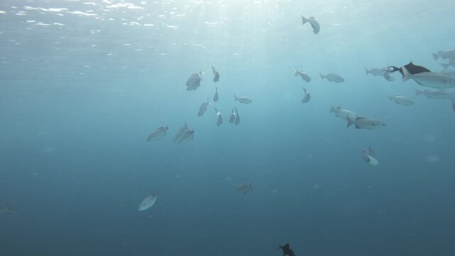 A wide underwater view shows silvery and dark tropical fish swimming beneath the bright surface in the Maldives, crossing open blue water before a faint reef slope appears near the end.