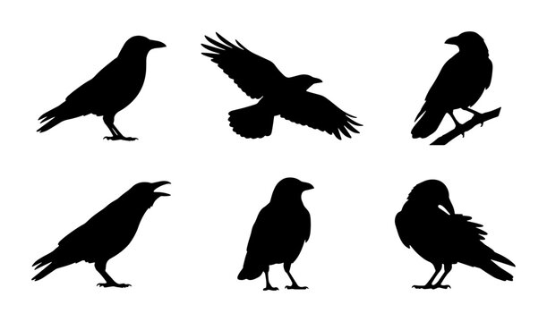 Crow Silhouette Collection, Bird Vector Icons, Black Raven Graphics, Avian Wildlife Set