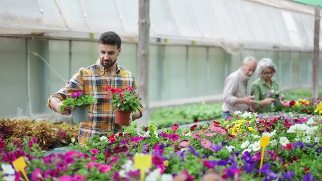 In flower shop, man customer with surfinia in hands became interested in product. Wholesale and retail sale of ornamental plants for planting in open ground, landscaping of household plot