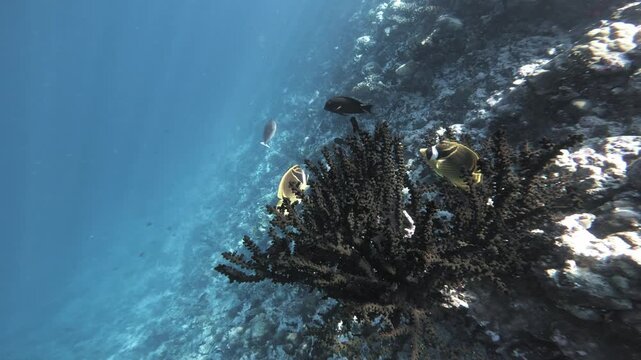 A pair of raccoon butterflyfish and other tropical fish swim around branching coral on a sunlit reef slope in the clear blue waters of the Maldives.
