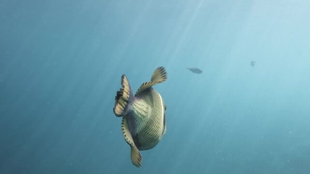 A large titan triggerfish swims toward the camera through sunlit blue tropical water in the Maldives, revealing textured scales and broad fins while distant fish drift behind.