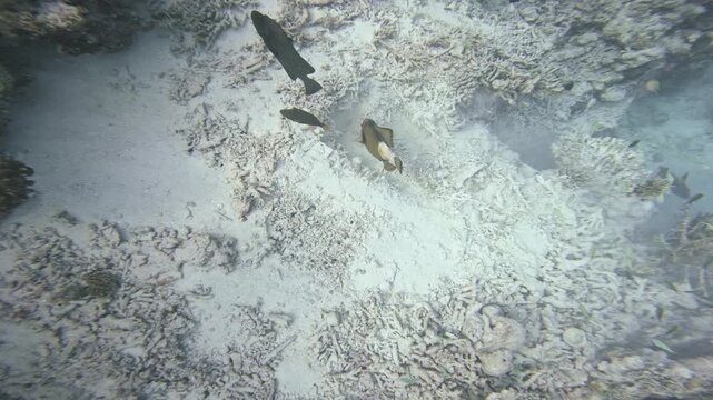 Top-down underwater footage shows a large titan triggerfish circling an apparent sandy nesting pit amid coral rubble as smaller reef fish pass by in the Maldives.
