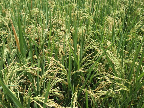 Rice plants with heavy grain heads growing in a paddy field in rural Java, Indonesia. Healthy rice crop approaching harvest under natural daylight.
