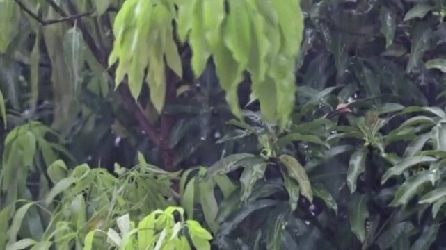 Tropical rain falling on lush green leaves of a mango tree