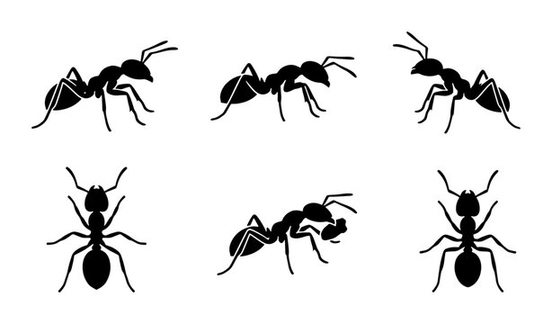 Black Silhouette Ants Vector Set, Insect Icon Collection, Small Bug Graphics for Nature and Science
