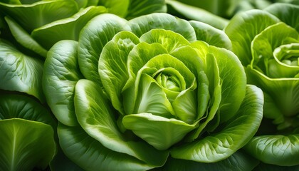 Obraz premium Close Up Of Fresh Butterhead Lettuce Leaves With Natural Texture