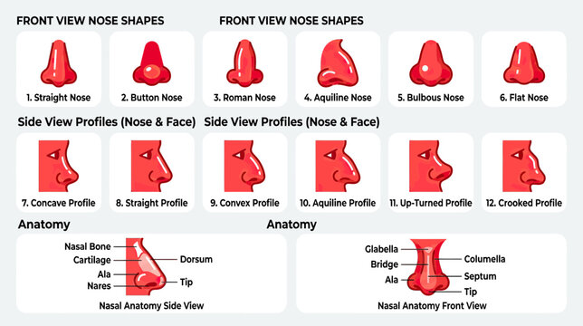 Nose Shape and Anatomy Chart
