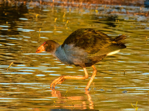 Australasian Swamphen (Porphyrio porphyrio) in Australia