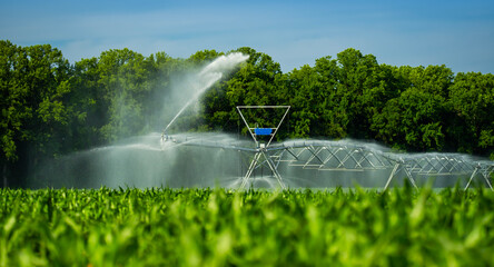 Fototapeta premium Irrigation with watering sprinkler. Irrigation beside watering sprinkler. Rural irrigation across fields. Agricultural irrigation across crops.