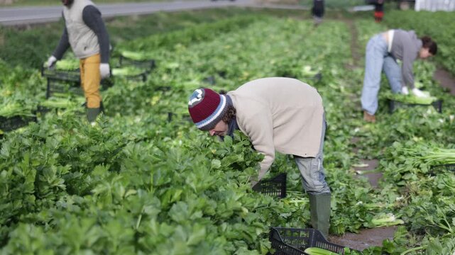 Hired Caucasian man worker with team in field harvesting celery. Seasonal work, migrant workers, harvesting. Local Spanish vegetable production, agro-industrial holding, business ecosystem. 