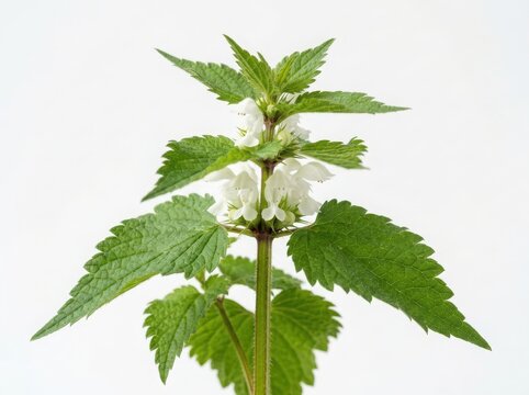 Fresh green stinging nettle plant with small white flowers growing in the garden