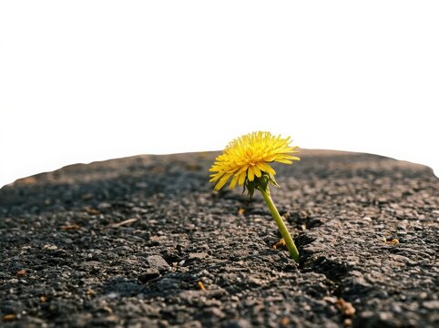 A single yellow dandelion flower growing through a crack in the dark asphalt road surface