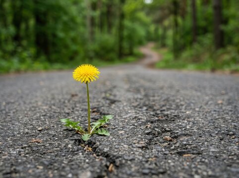 A single yellow dandelion flower growing through a crack in the dark asphalt road in a green forest