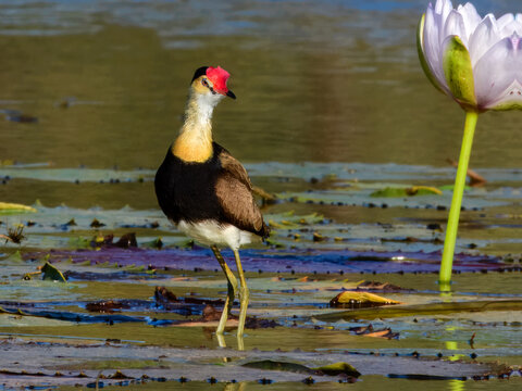 Comb-crested Jacana (Irediparra gallinacea) in Australia