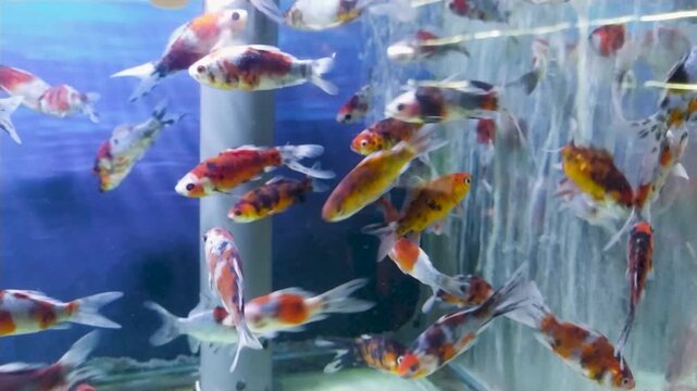 Footage of a school of goldfish swimming slowly in a pet store aquarium
