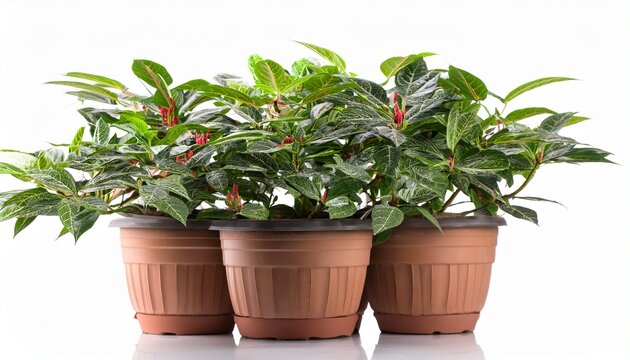 Lipstick Plant Aeschynanthus Radicans In Pot Isolated On Whit