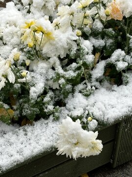 fall flowers snow