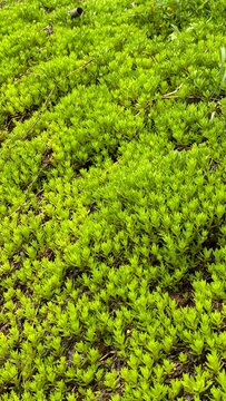 spring water stonecrop