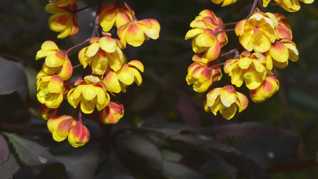 Flowers of Berberis vulgaris, a plant whose fruits contain a large amount of vitamins and minerals that are beneficial to health.