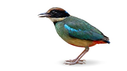 Obraz premium A beautiful colorful hooded pitta bird isolated on a white background.