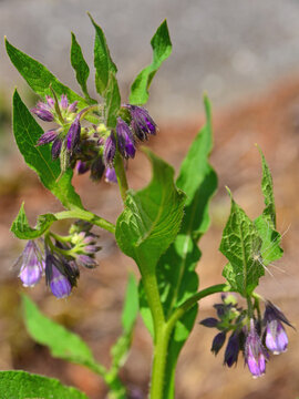 Symphytum officinale. A plant which, despite having many medicinal properties, can also cause serious health problems.