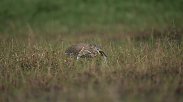 Pond Heron Eating fish Slow motion
