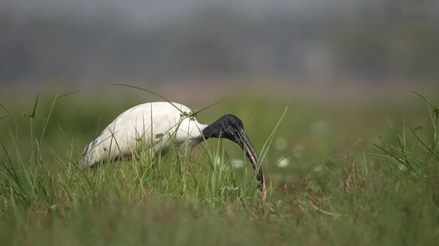 Black headed ibis killing a snake.