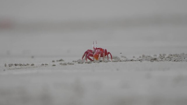 Exotic Red crab walking sideways on sand .4k. 50 fps