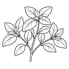 fresh mint leaves branch line art vector illustration © Laut Biru