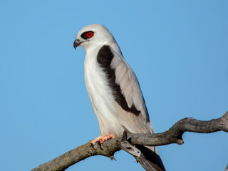 Fototapeta premium Letter-winged Kite (Elanus scriptus) in Australia