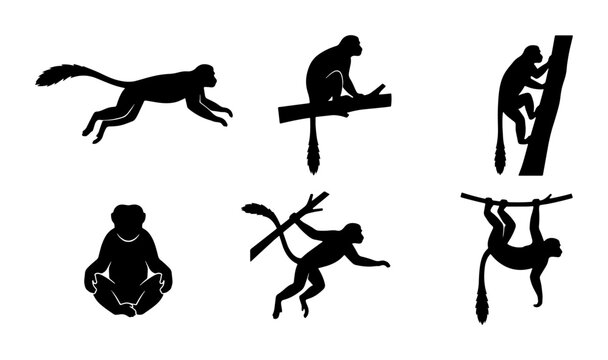 Monkey Silhouettes Collection: Primate Poses, Jungle Wildlife, Vector Art for Nature Designs