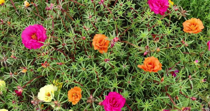 Moss rose portulaca flowers in slow living country lifestyle. Modern sustainable groundcover garden design concept. Eco friendly natural backyard wellness retreat backdrop. Fresh clean air.