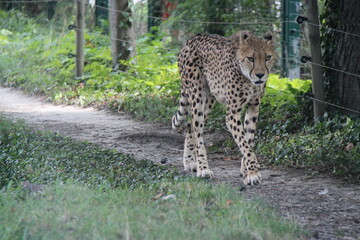 cheetah in a zoo in vienna in austria  © frdric