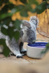 koala in a zoo in vienna in austria  © frdric