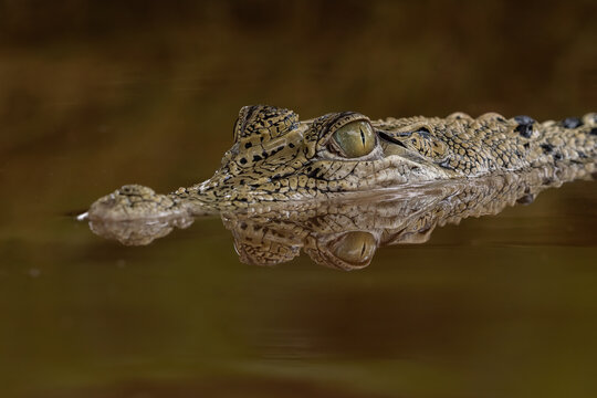 The saltwater crocodile (Crocodylus porosus), often called the "saltie," is the largest living reptile on Earth.