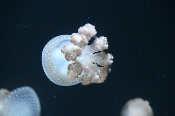 jellyfish in a zoo in vienna in austria  © frdric