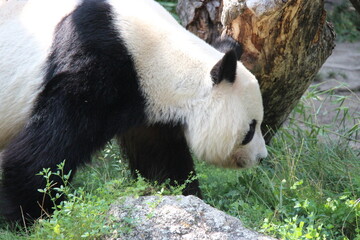 giant panda in a zoo in vienna in austria  © frdric