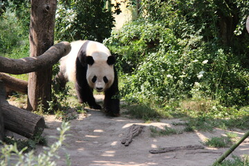 giant panda in a zoo in vienna in austria  © frdric