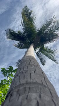 Tall palm tree under blue sky with clouds in a tropical setting during sunny weather