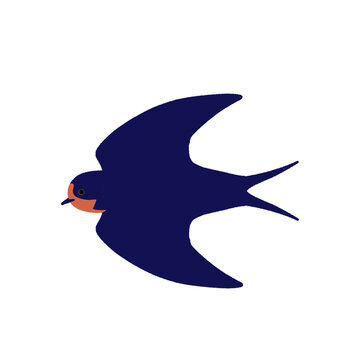 Flying swallow bird illustration