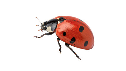 Small red ladybug beetle ladybird insect wildlife isolated on transparent background © Olga