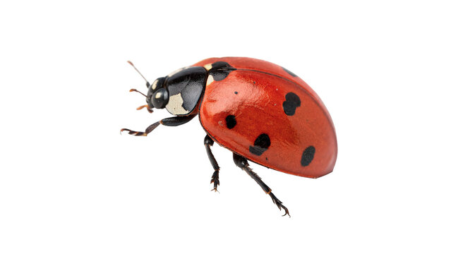 Small red ladybug beetle ladybird insect wildlife isolated on transparent background