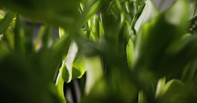 Microgreens and sprouts swaying and growing on indoor kitchen shelf in studio setting, ultra macro probe lens.